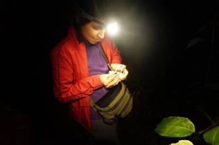 Liberando a un murciélago nectarívoro en Ecuador