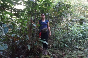 En mi viaje exploratorio al norte de la selva peruana, para al costado de un Costus